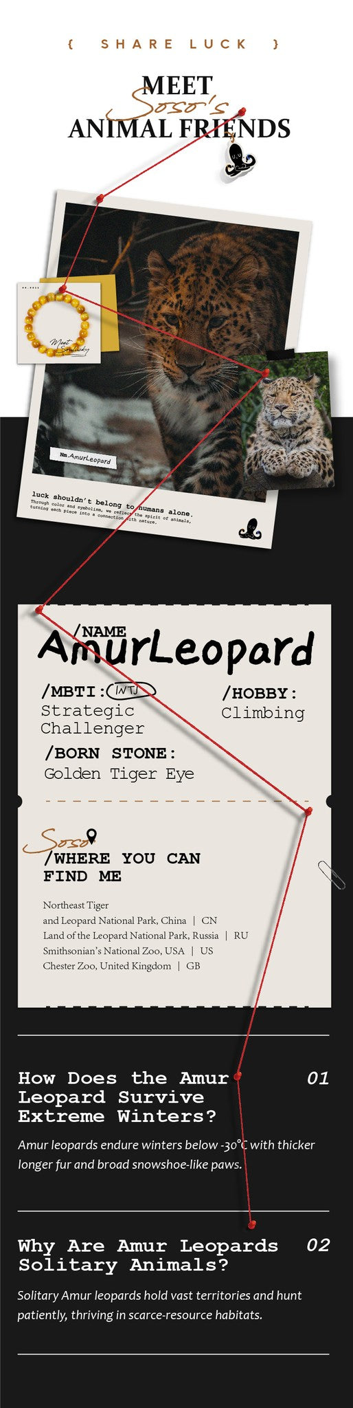 Informational graphic about Amur Leopards with text and illustrations.