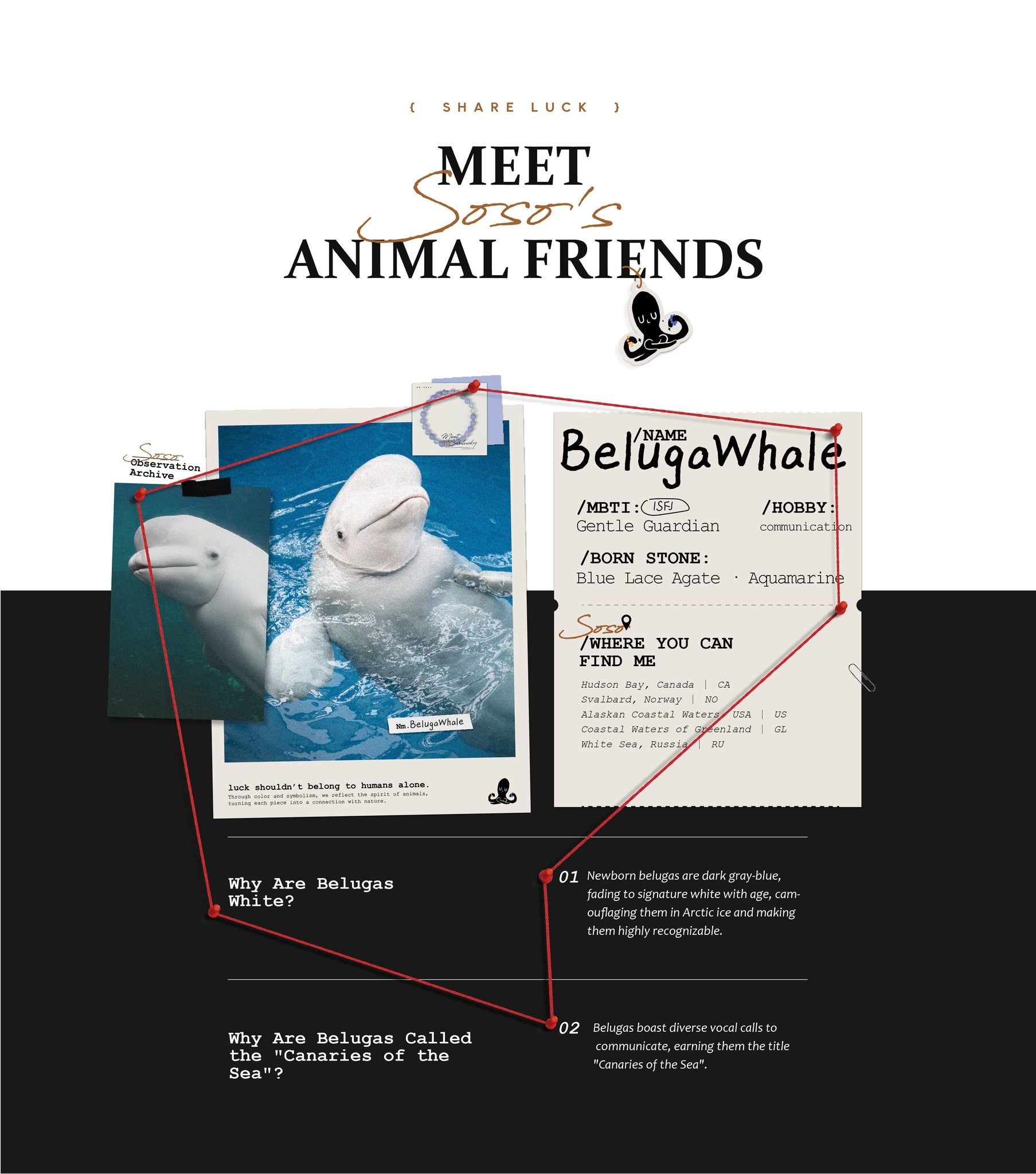 Beluga whale with a profile card and educational text on a black background
