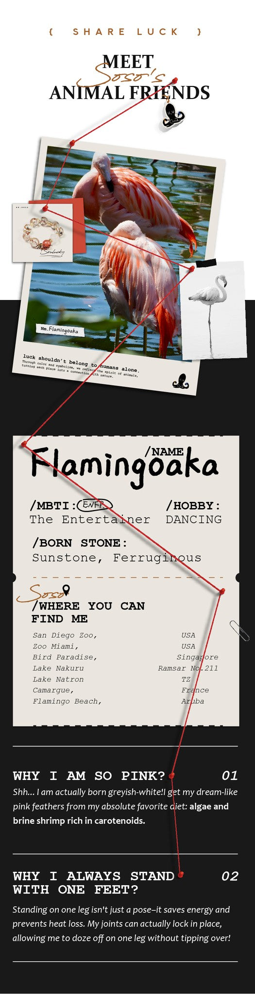 Flamingo with text about animal friends and Flamingoka, a pet product.