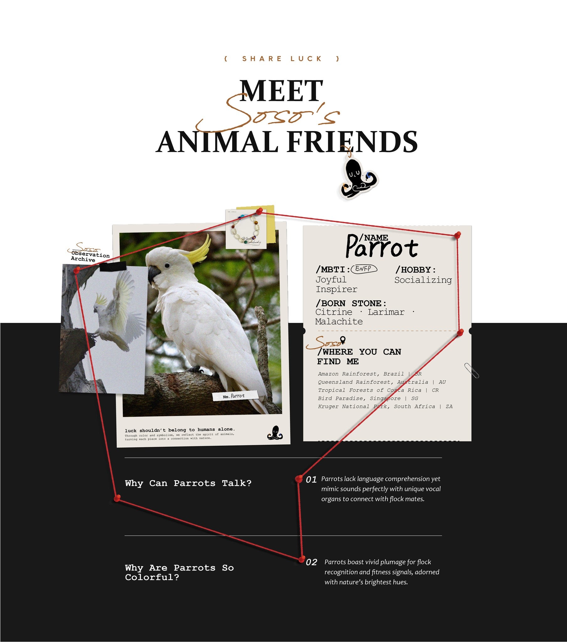 Informational graphic about parrots with a photo and text on a white background