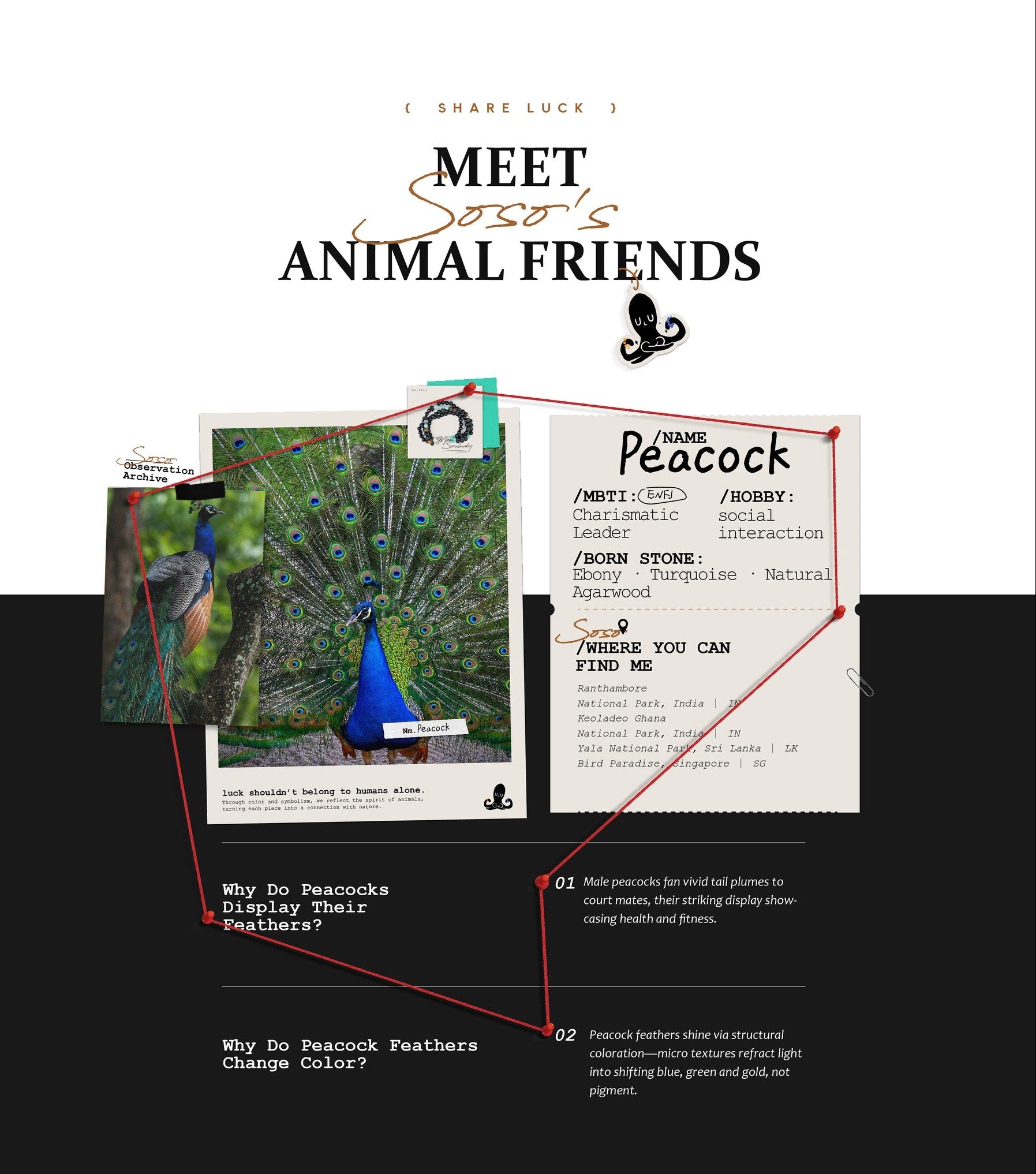 Educational graphic about peacocks with text and images on a white background