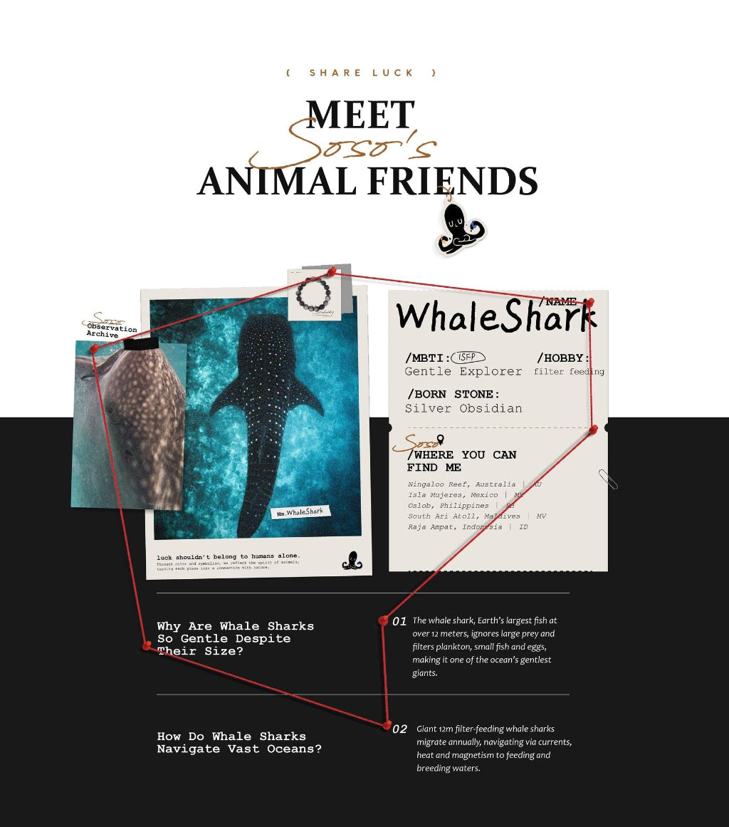 Collage of a whale shark with educational text and graphics on a white background
