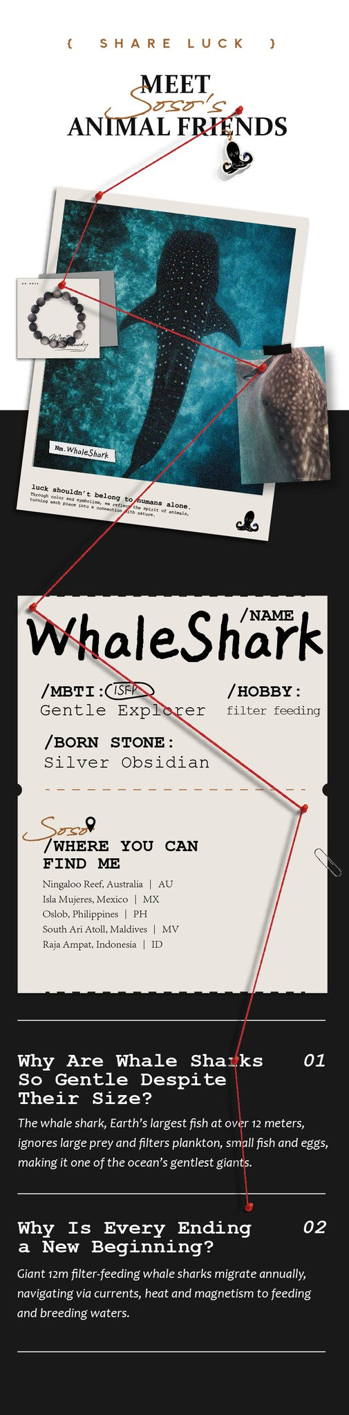 Promotional graphic for 'WhaleShark' with text and minimal design elements.