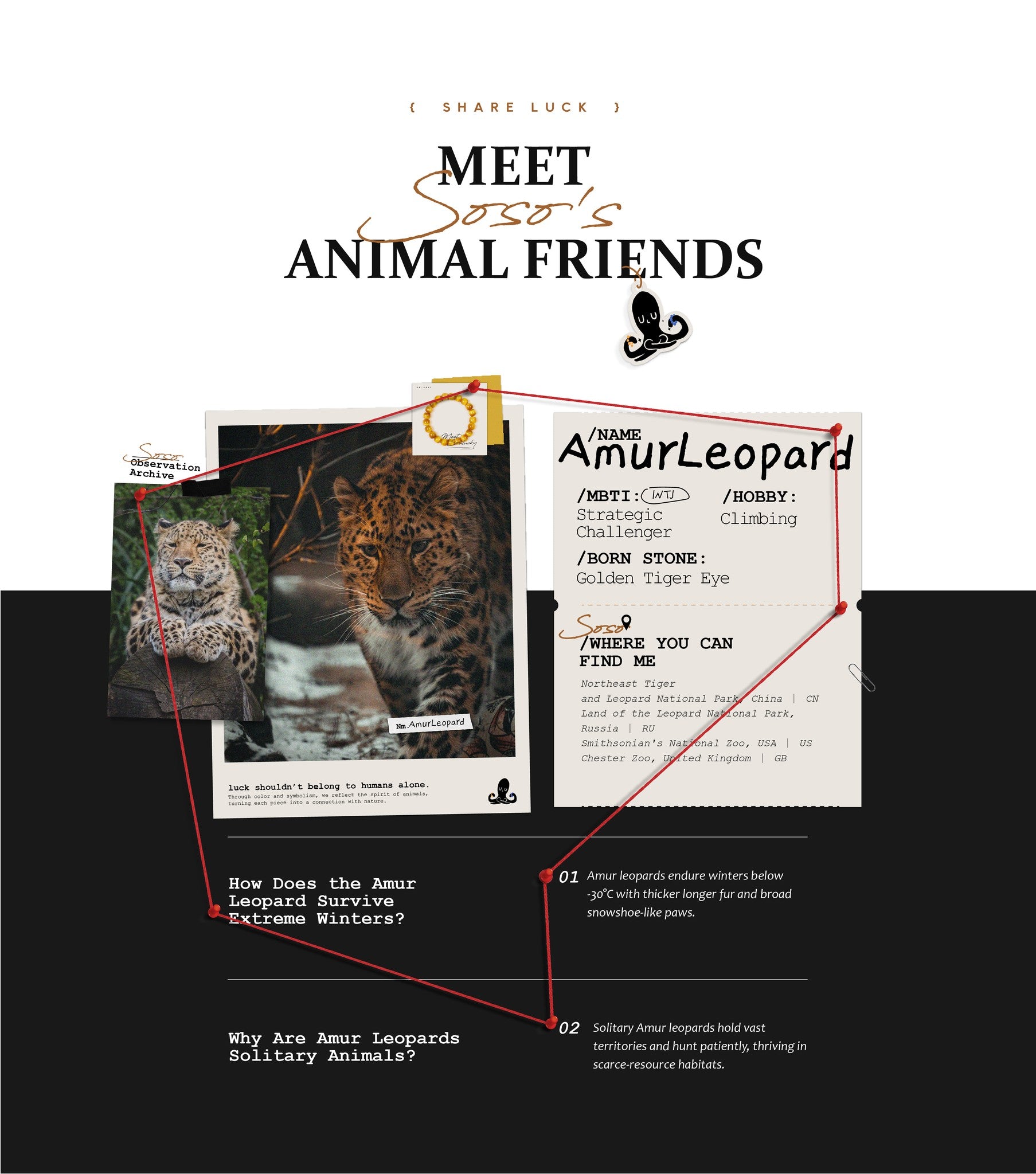 Amur Leopard profile card with images and text on a black background
