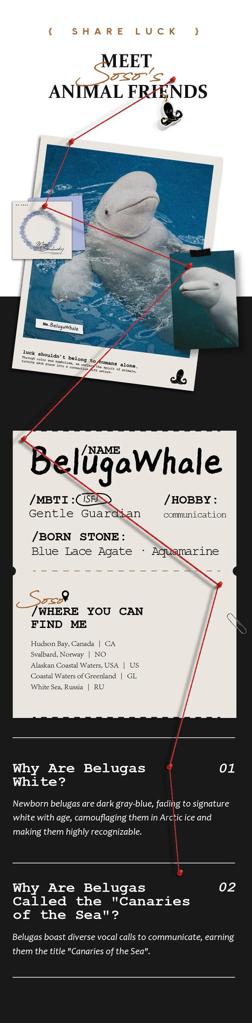 Educational card about beluga whales with text and graphics.