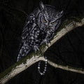 Handcrafted Owl Bracelet by Soulucky with textured grey silver obsidian gemstone beads on mossy branch