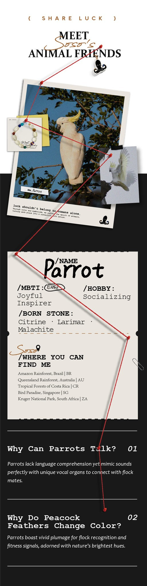 Informational card about parrots with text and images on a black background