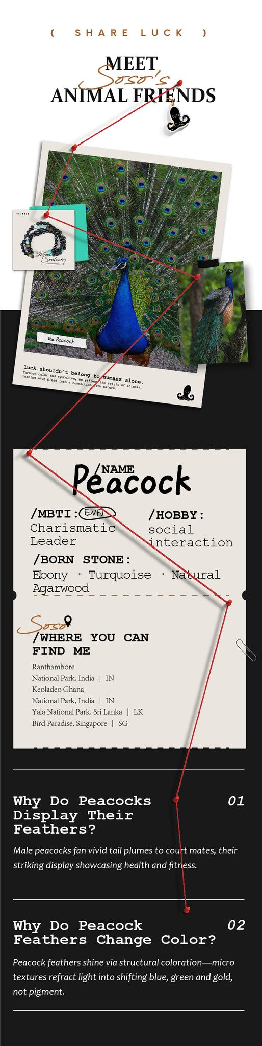 Informational graphic about peacocks with text and images.