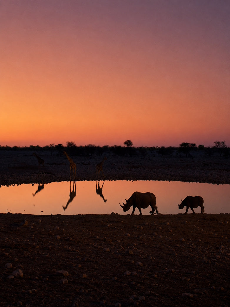 Two rhinos at a waterhole with a sunset sky