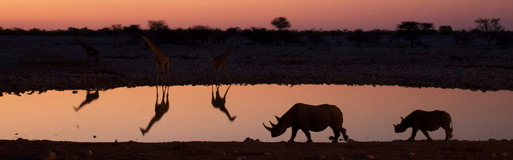 Silhouette of rhinos near a waterhole with a sunset sky
