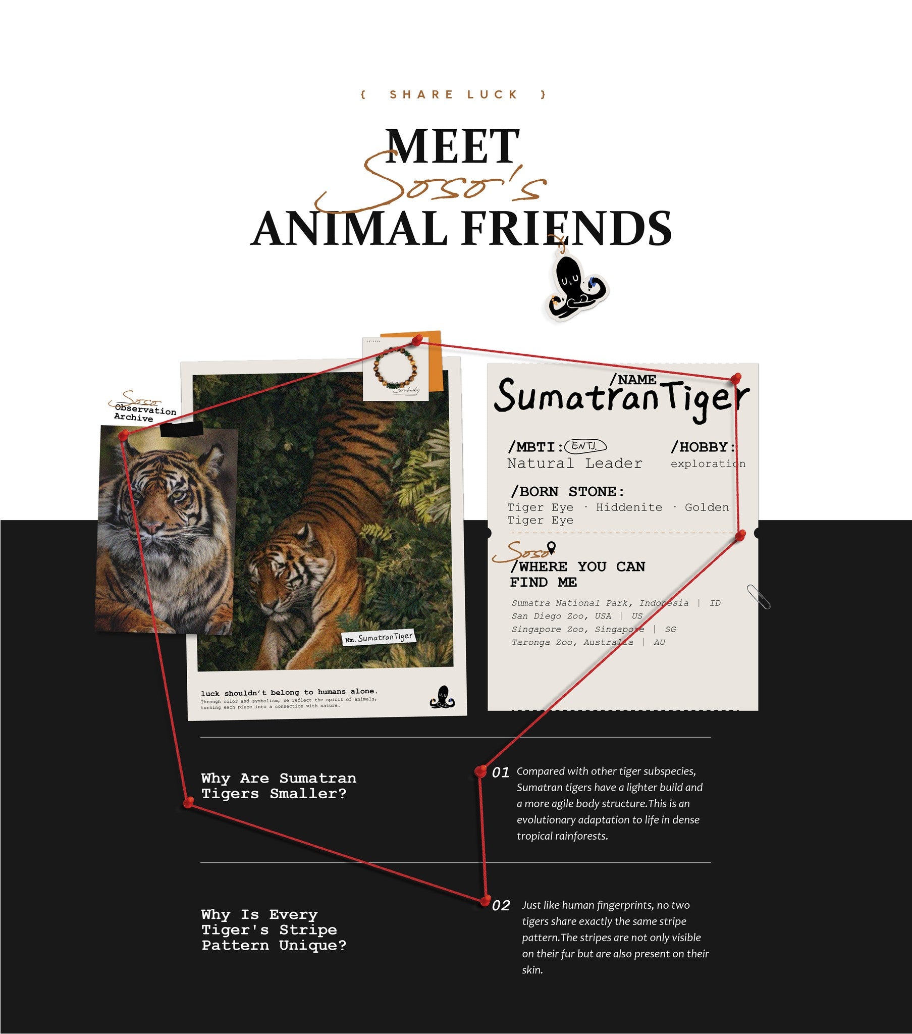 Illustration of a Sumatran tiger with educational text and graphics on a white background.