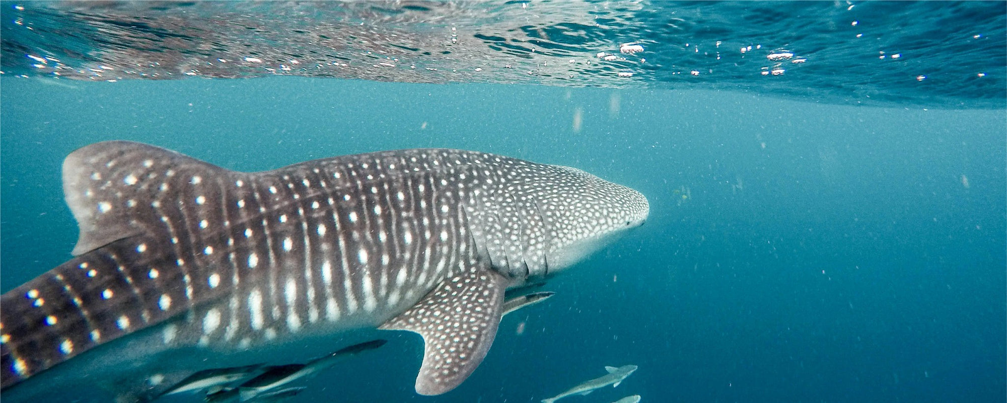 Whale shark swimming in clear blue water