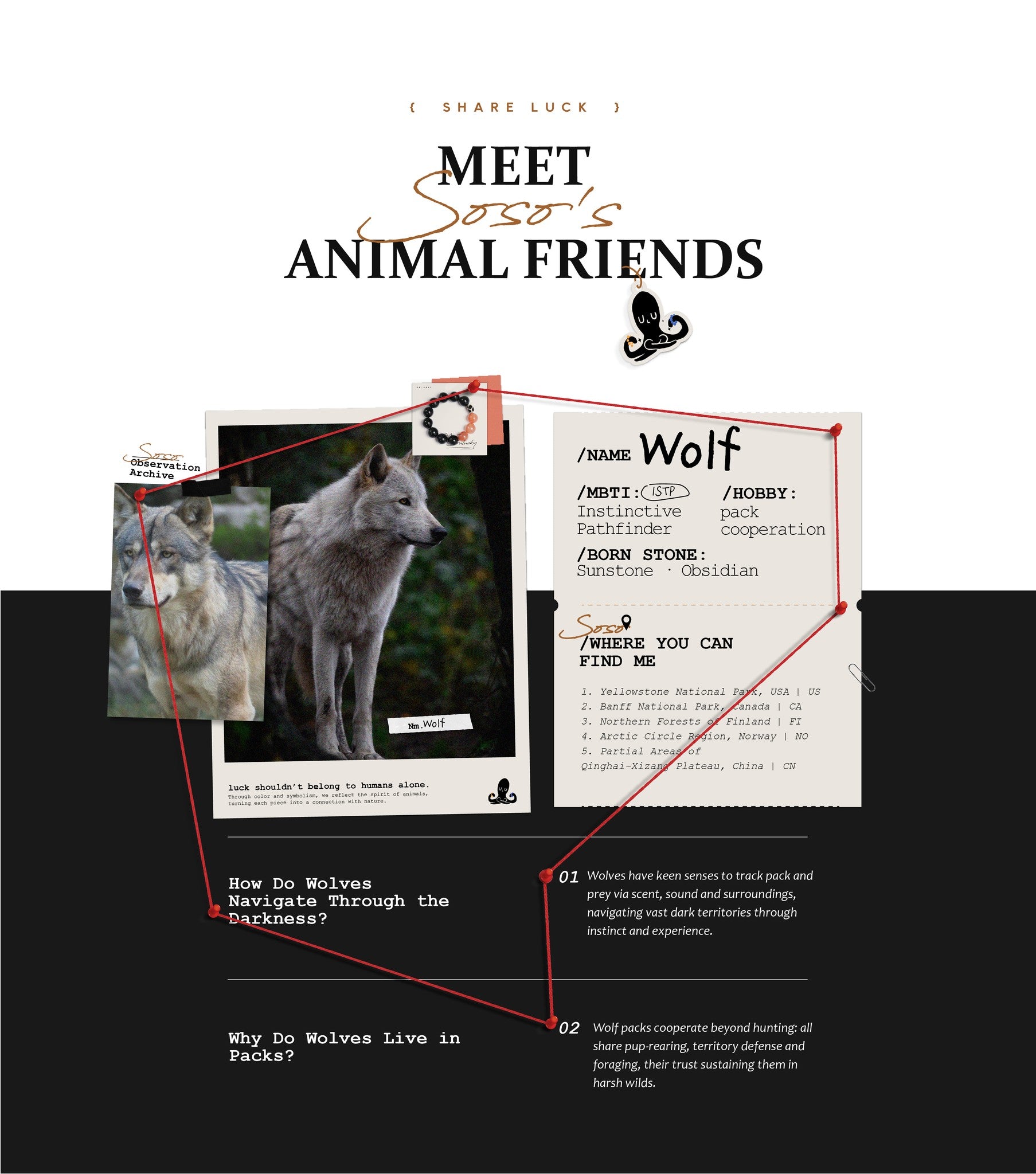 Informational graphic about wolves with text and images on a black background