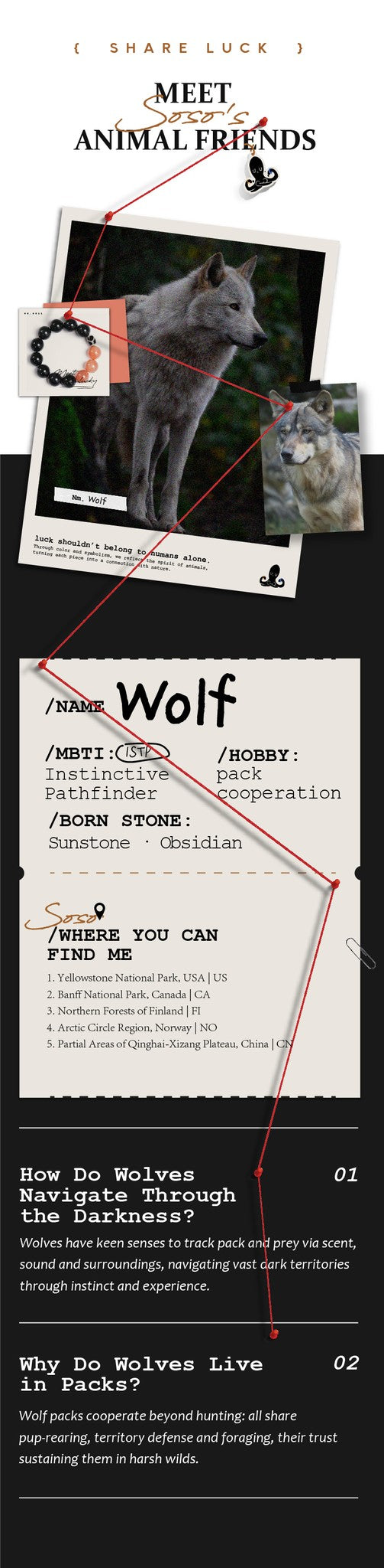 Educational infographic about wolves with text and images.