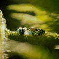 Wood Align bracelet with 7 healing crystals displayed on moss